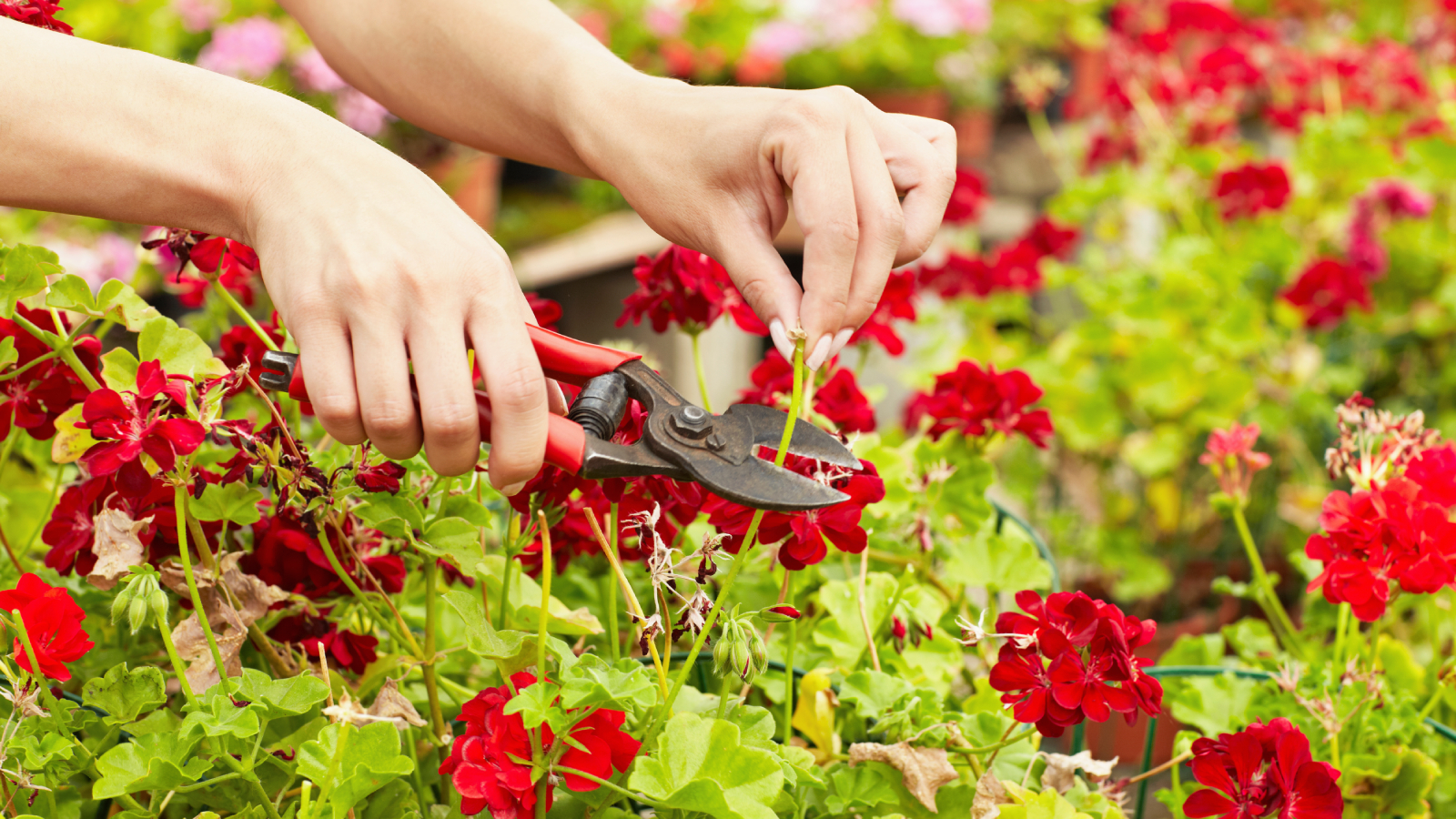 Woman&#039;s hands deadheading geraniums