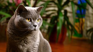 British Shorthair cat 