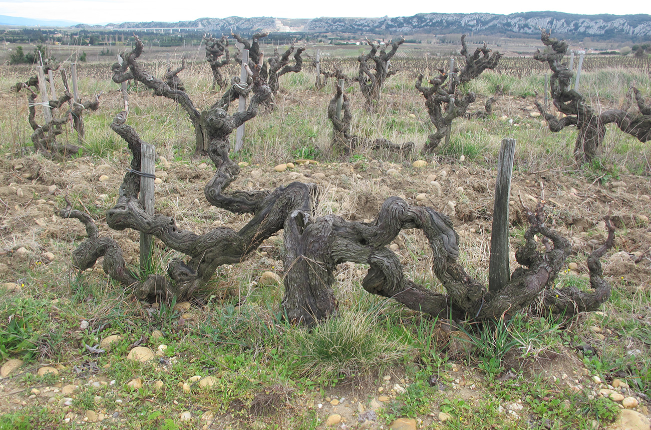 Ch&amp;acirc;teau de Montfaucon