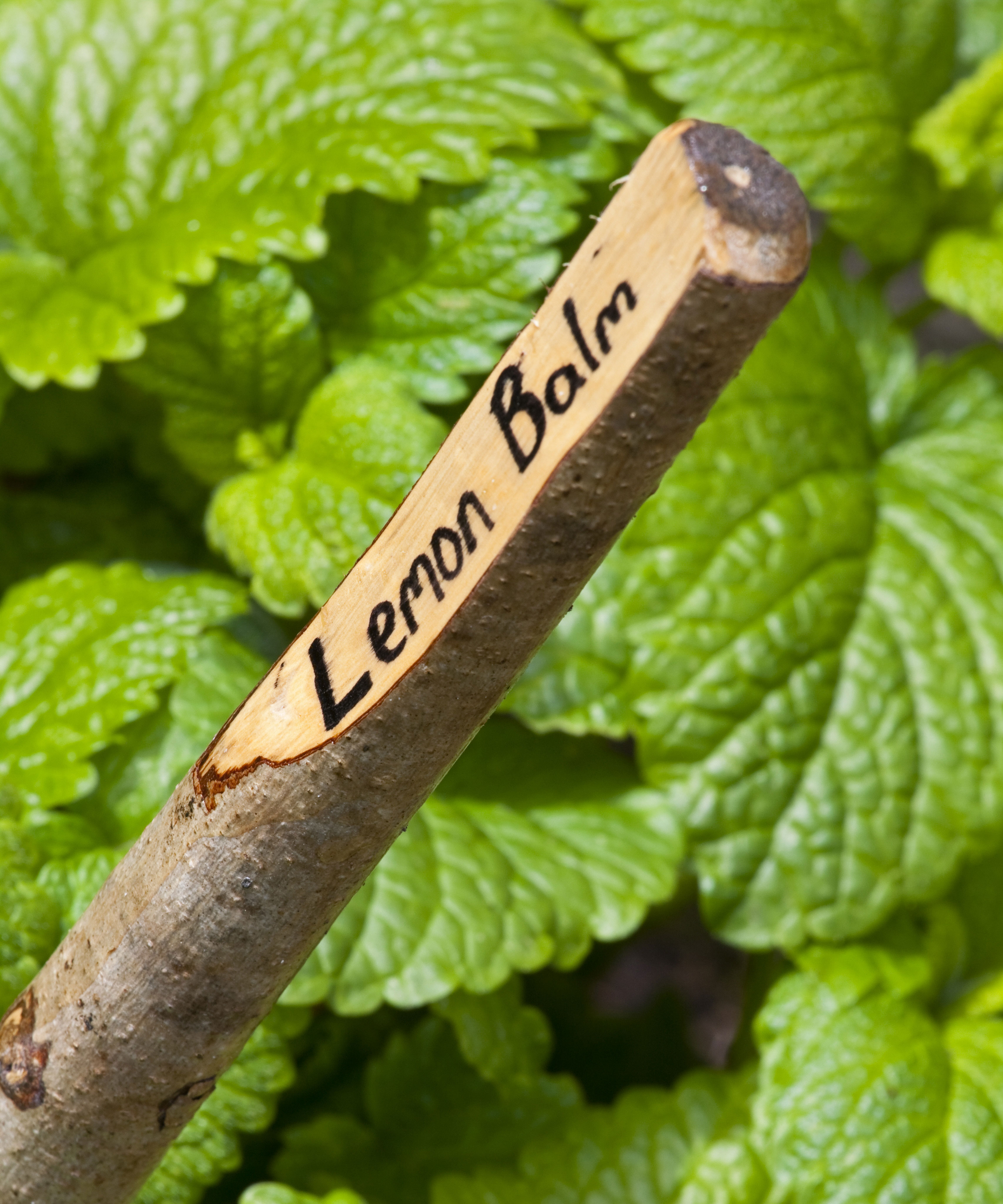 Lemon balm growing in the cutting garden at Nunnington Hall North Yorkshire