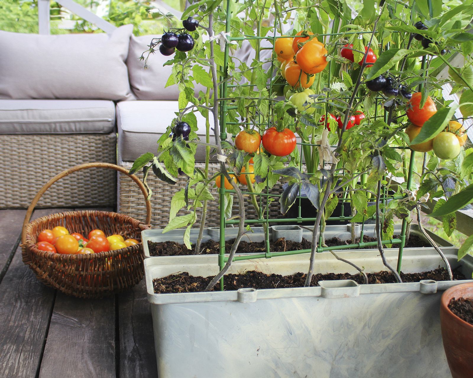 Growing Tomatoes in Containers: Tips For A Bountiful Harvest ...