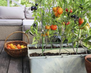 Tomatoes grown in planters on garden deck