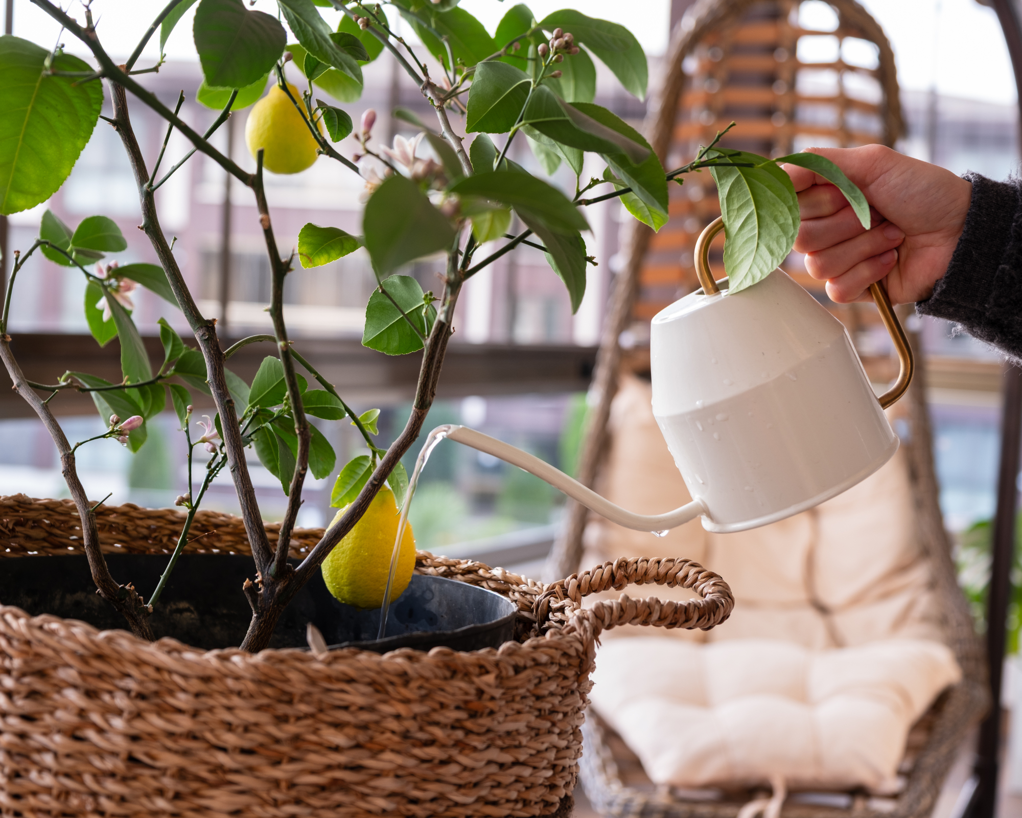 hand watering potted lemon tree