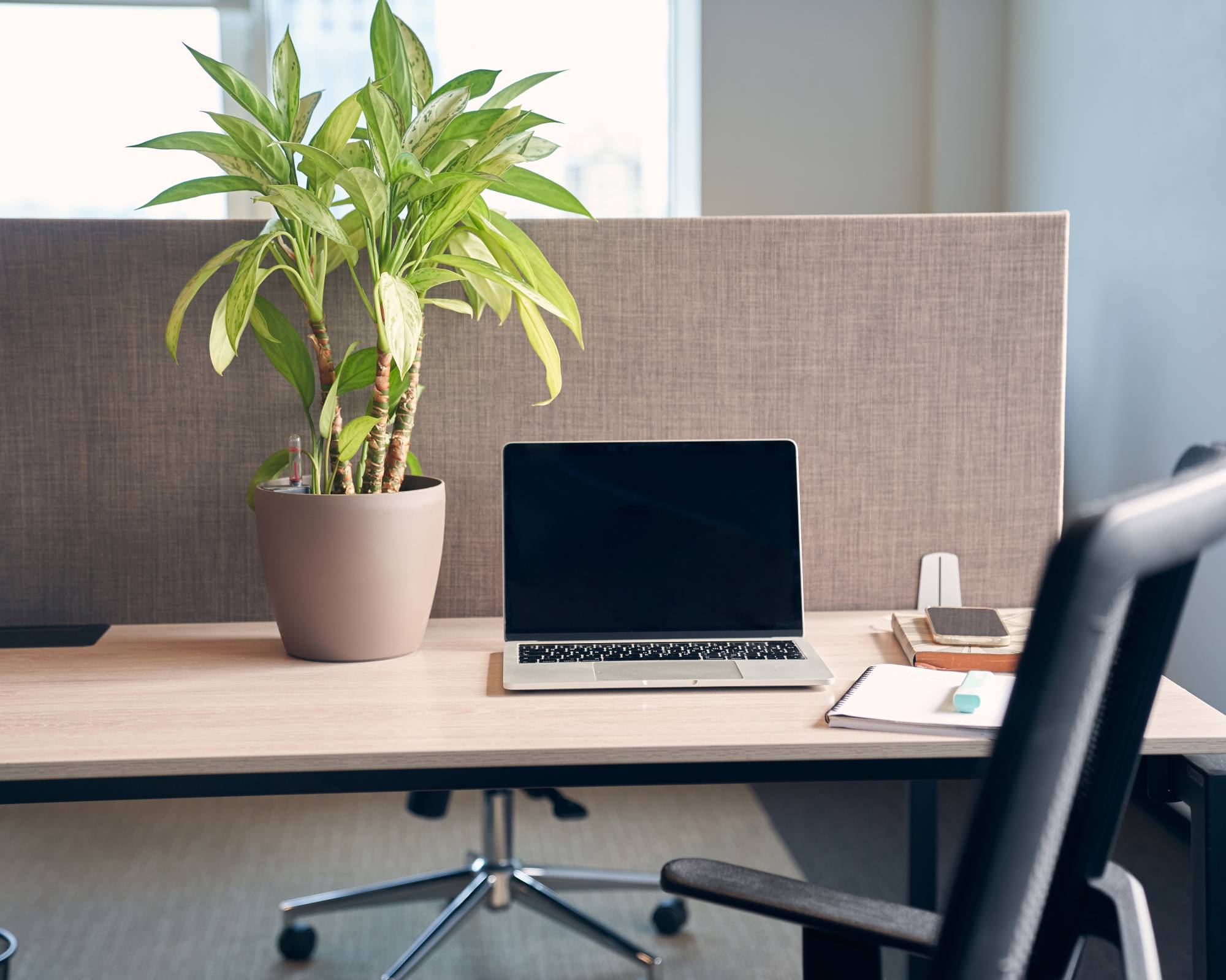 Dracaena corn plant on desk in office