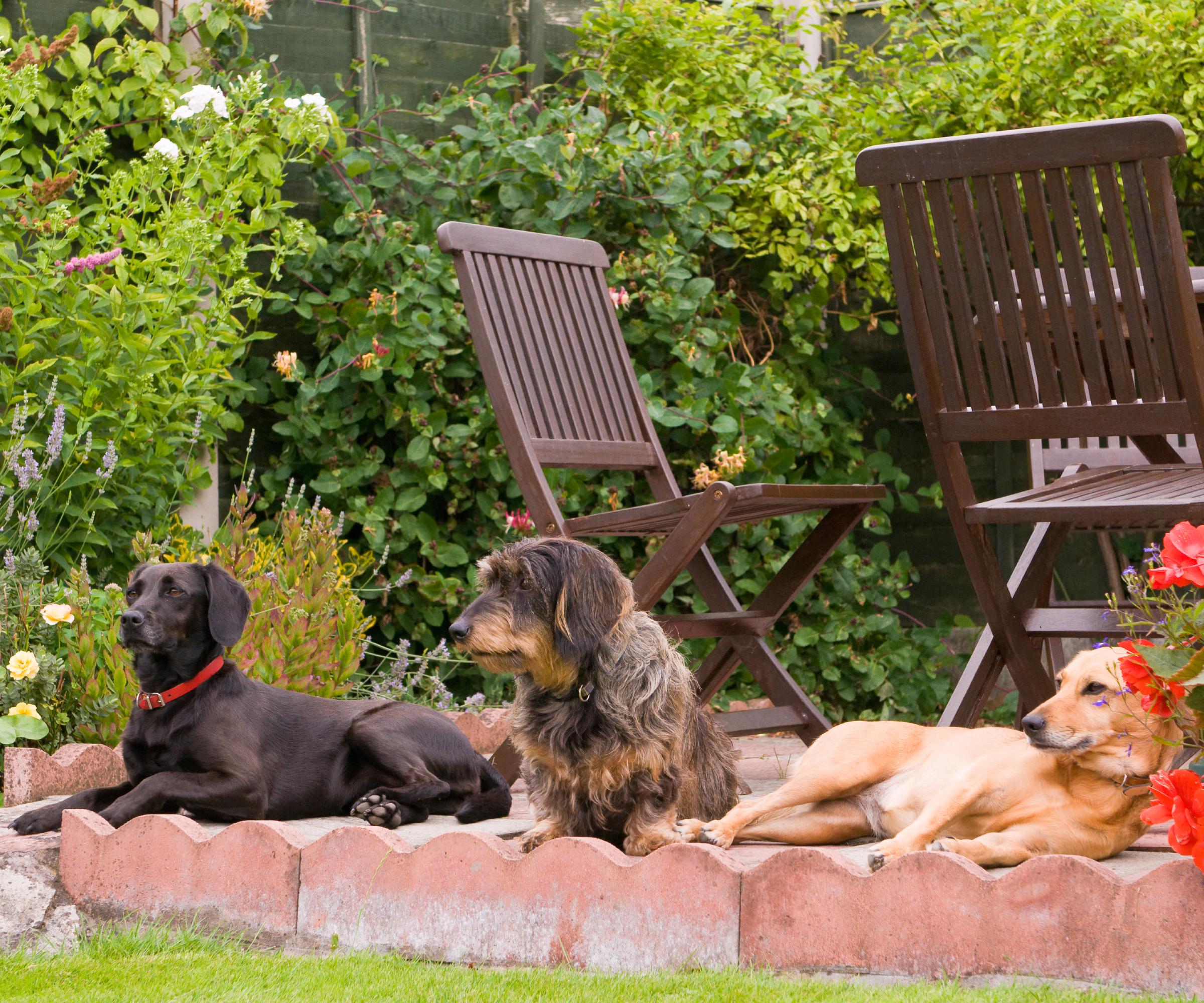 Three dogs lying on a garden patio with wooden chairs
