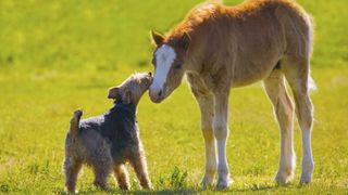 Welsh terrier greets foal