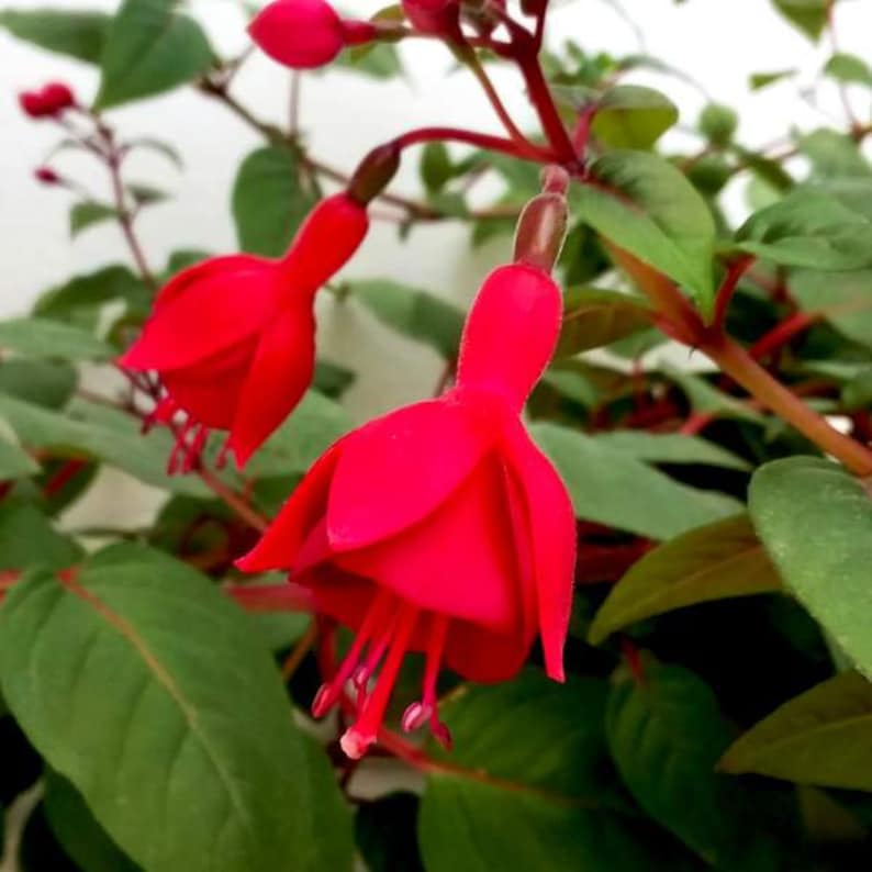 Planta De Flor Roja Fuchsia Marinka / Planta De Colibr&amp;iacute; / Inicio Saludable Listo Para Plantar