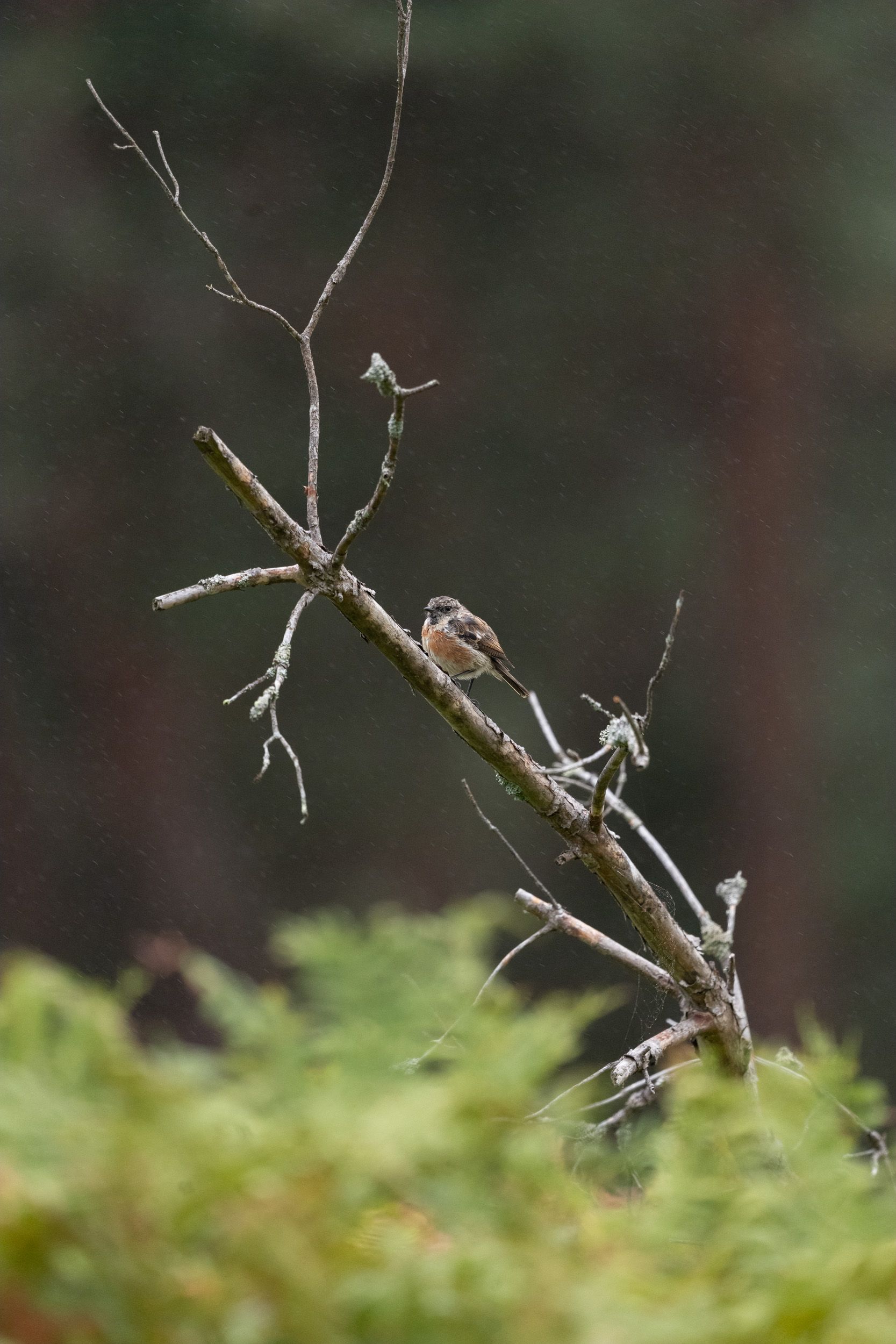 Telephoto image of a small bird on a branch in a nature reserve