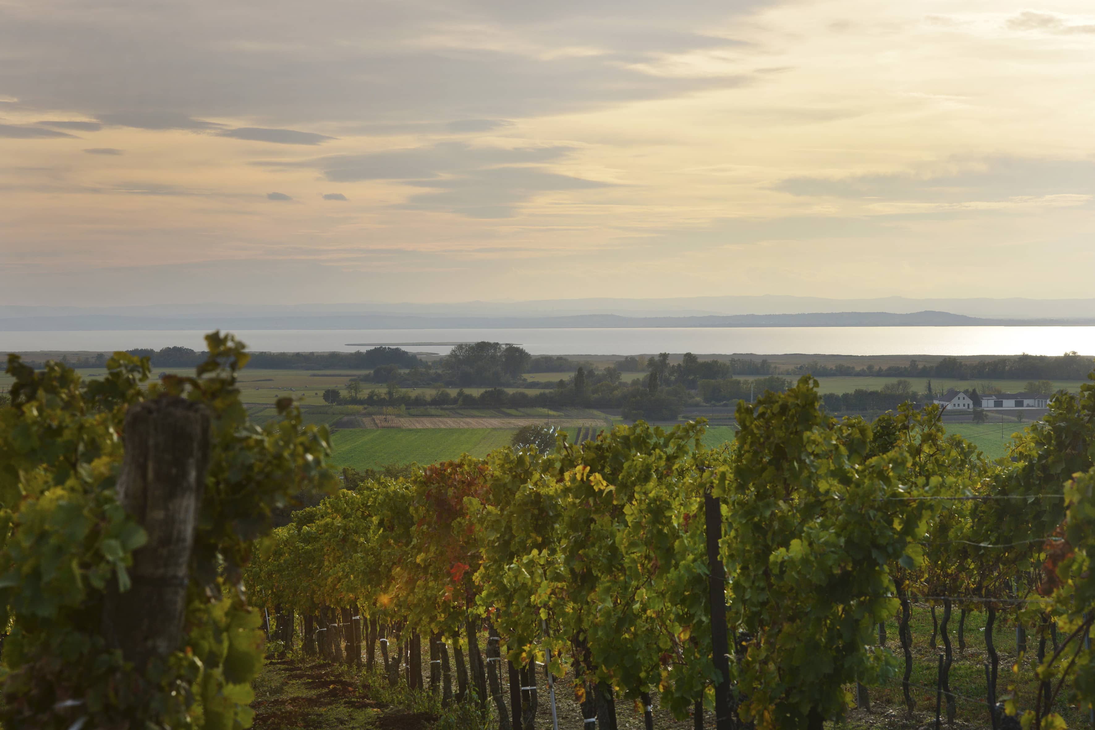 Neusiedlersee-Wagram_single-vineyard_Ried-Ungerberg_Weiden_lake-view_by-Steve-Haider.jpg