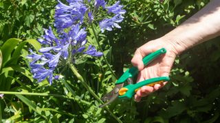 picture of person cutting agapanthus plant in garden