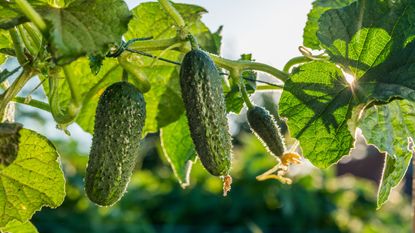 Cucumbers ripening on the vine in sunshine