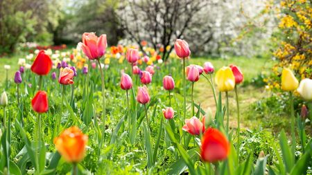 Red, pink, and yellow tulips in bloom in a spring garden