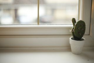 Christmas prompt photo challenge image cactus