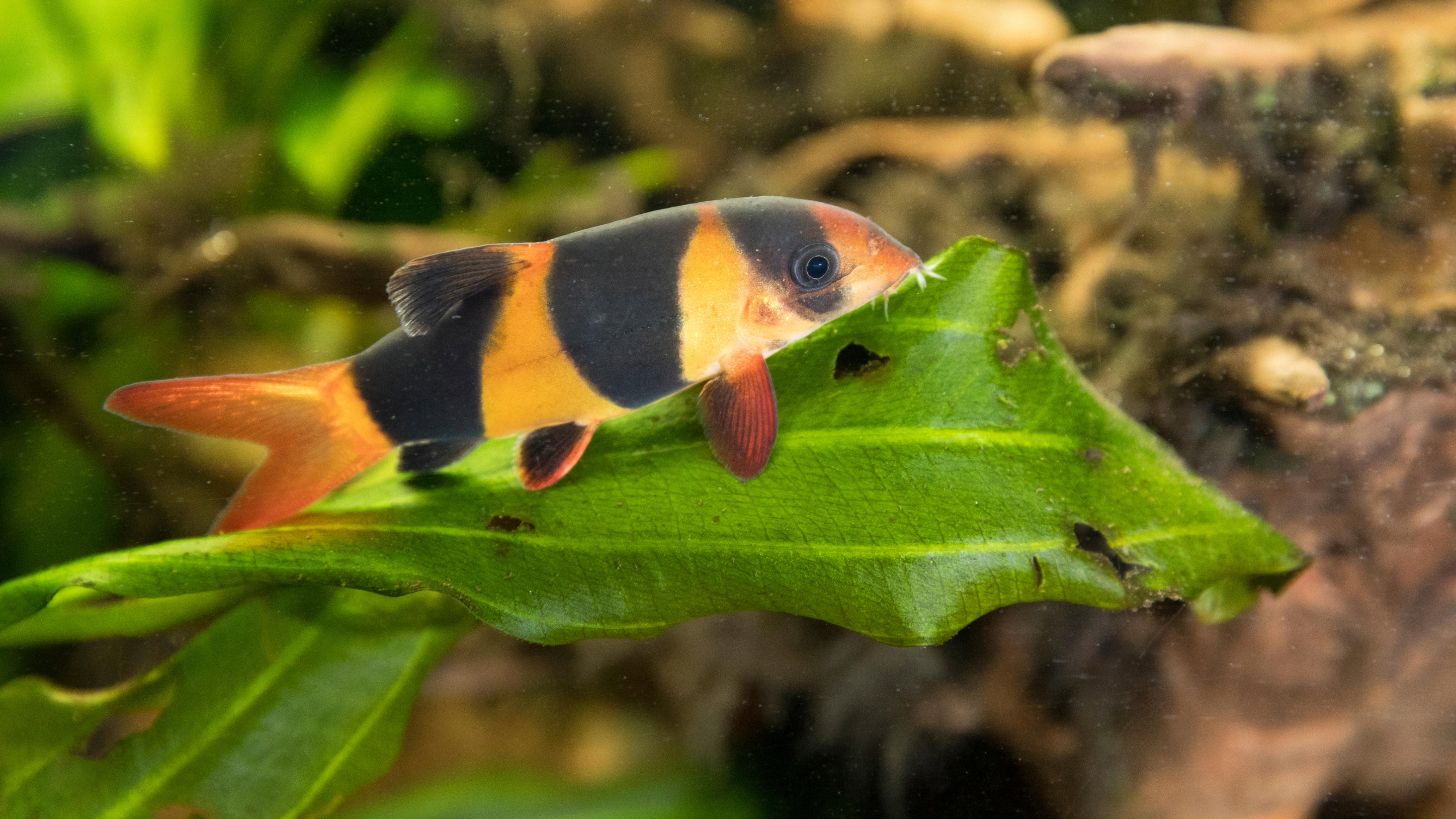 Clown Loach