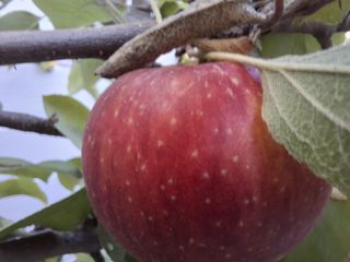 Macro photo of an apple shot by a Galaxy A35