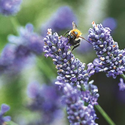 Closeup of bumble bee on lavender flower