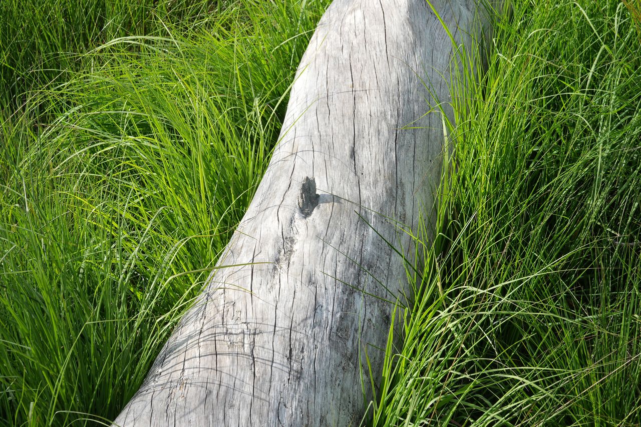 Sony RX10 V bridge camera sample gallery, a fallen tree among long grass