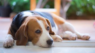 Sad beagle lying down