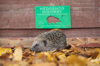 rewilding: hedgehog in garden