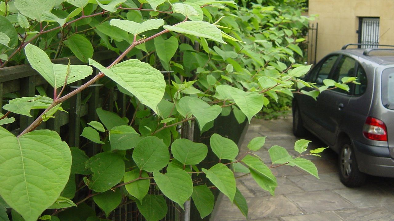 Japanese knotweed by a driveway