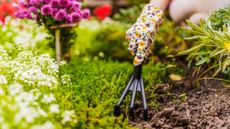 Raking soil and planting flowers