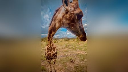 A close-up, wide-angle shot of a giraffe's head leaning dramatically toward the camera, contrasting its patterned neck and body against a grassy landscape under a dramatic, cloudy sky