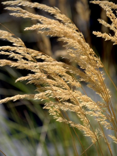 Feather Reed Grass