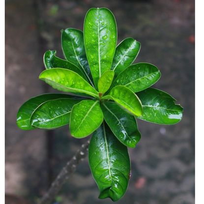 Green Desert Rose Covered In Water