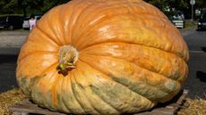 A giant pumpkin