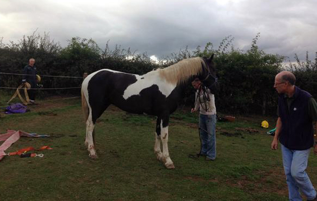 horse-rescue 2