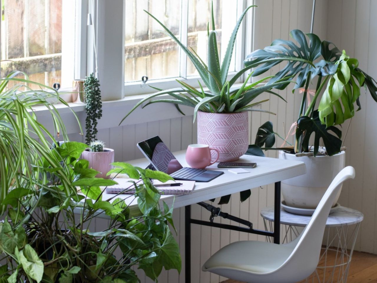 A Dorm Room Full Of Potted Plants