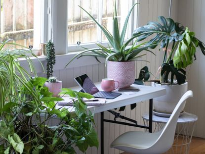 A Dorm Room Full Of Potted Plants