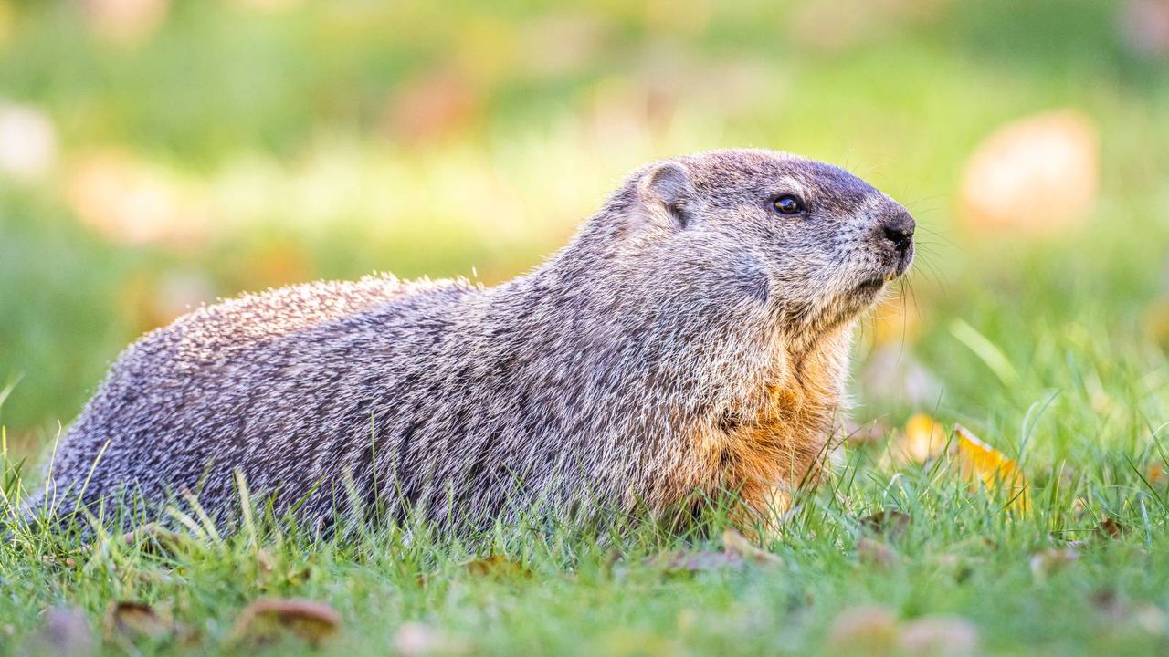 Groundhog standing in grass looking off into distance