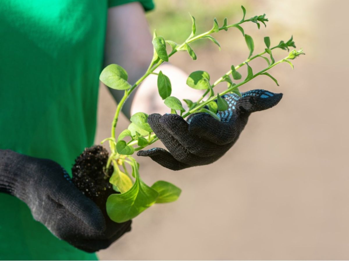 Rooting Petunia Flowers - How To Start Petunias From Cuttings ...