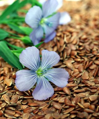 flax flowers and freshly harvested edible seeds