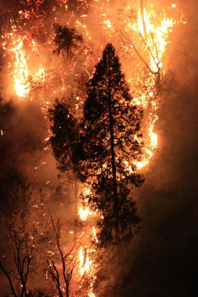 Tree Surrounded by Flames During the Rim Fire