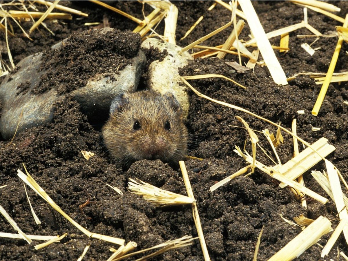 Vole Control How To Get Rid Of Voles Gardening Know How