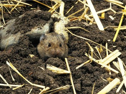 A Vole In The Garden