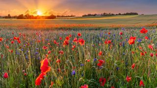Summer Solstice 2023: The Sun setting on a field of poppies in the countryside, Denmark.