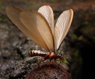 Flying termite on a log