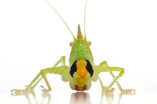 While most katydids are herbivorous and feed on leaves, this species (Copiphora longicauda) uses its powerful, sharp mandibles to prey upon insects and other invertebrates. It is a member of the aptly named group of conehead katydids.