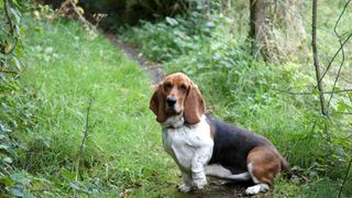 Basset hound on walking trail