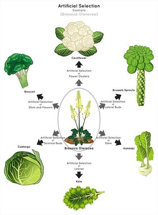 Artificial selection infographic diagram with brassica oleracea example, showing cabbage, broccoli, cauliflower, brussels sprouts, kohlrabi and kale.