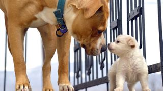 Dog and puppy greeting each other