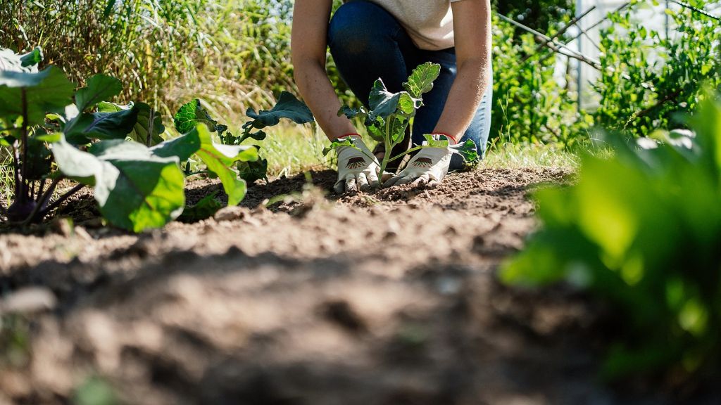 A gardener plants vegetables