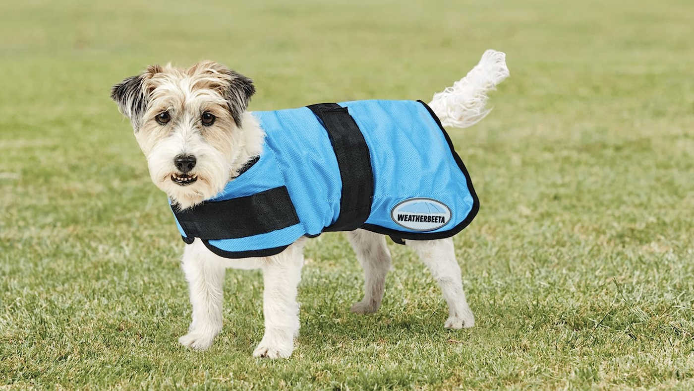 Terrier wearing WeatherBeeta cooling coat