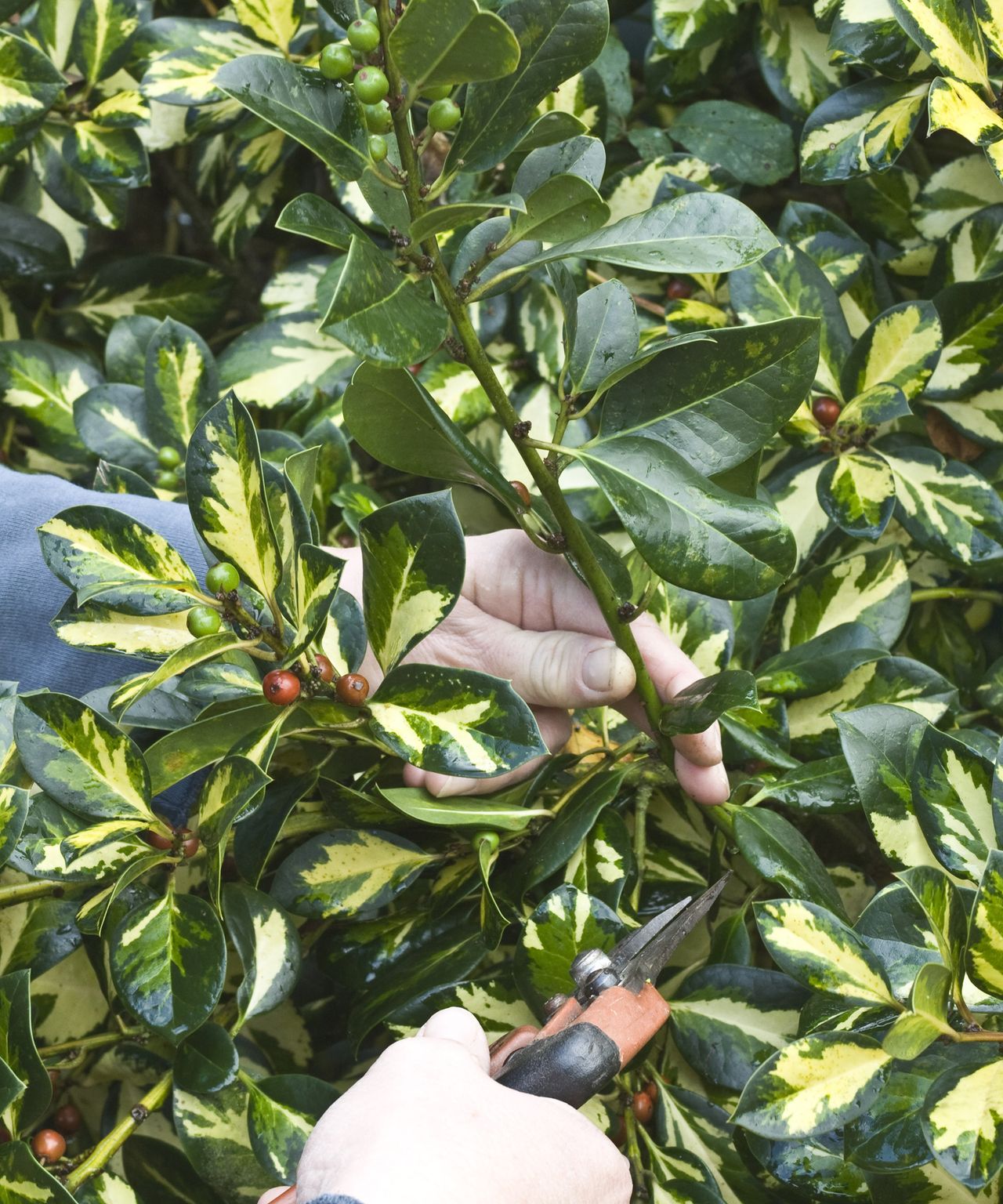 How and when to prune holly bushes for the best results Gardeningetc