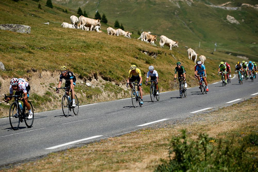 The cattle move off the road for the peloton