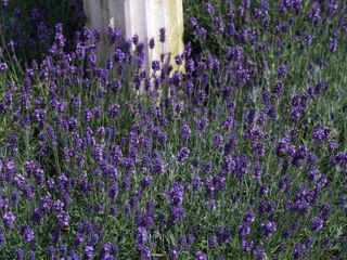 how to grow lavender: Lavender 'Munstead'