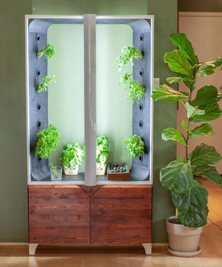 hydroponic set up in apartment and fiddle leaf fig plant